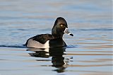 Ring-necked Duckborder=